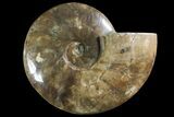 Polished Ammonite Fossil - Madagascar #166689-1